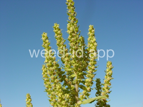 marshelder, annual